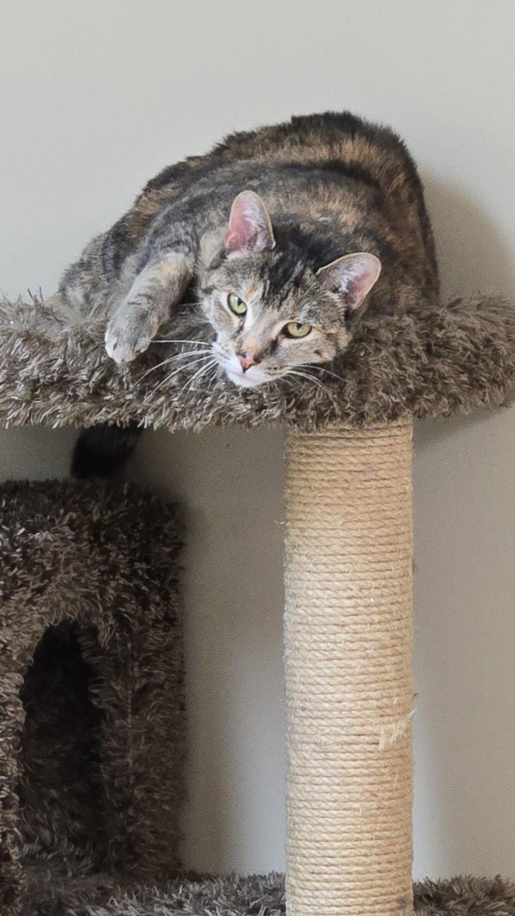 Anne (foster cat) bonded with Joey