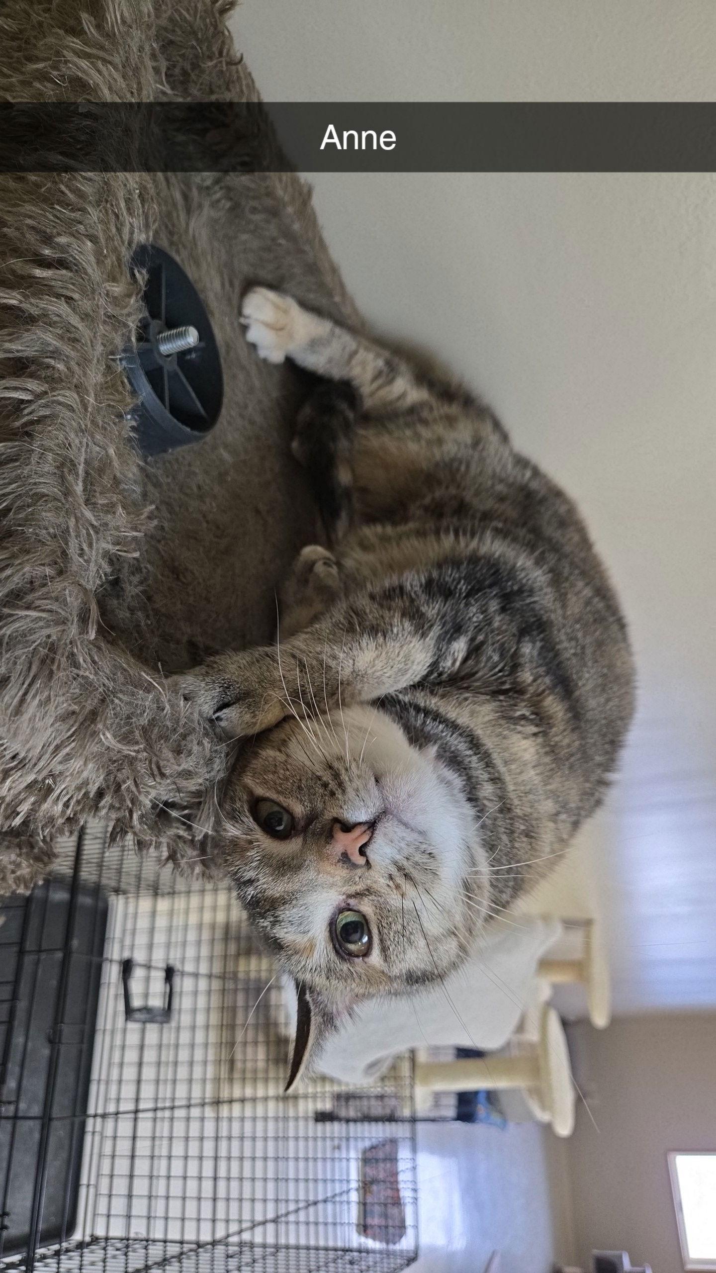 Anne (foster cat) bonded with Joey — thumbnail 2