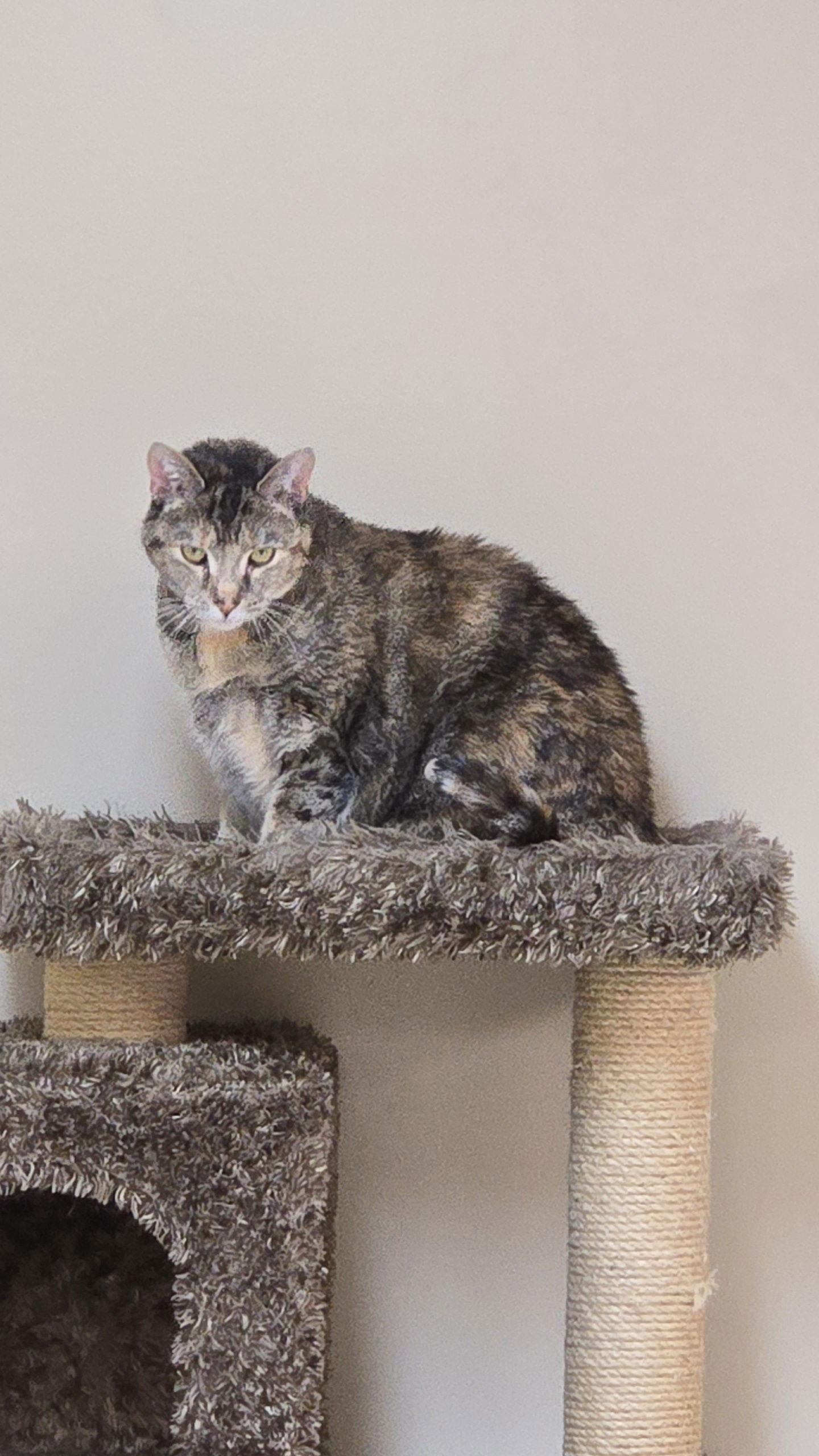 Anne (foster cat) bonded with Joey — thumbnail 3