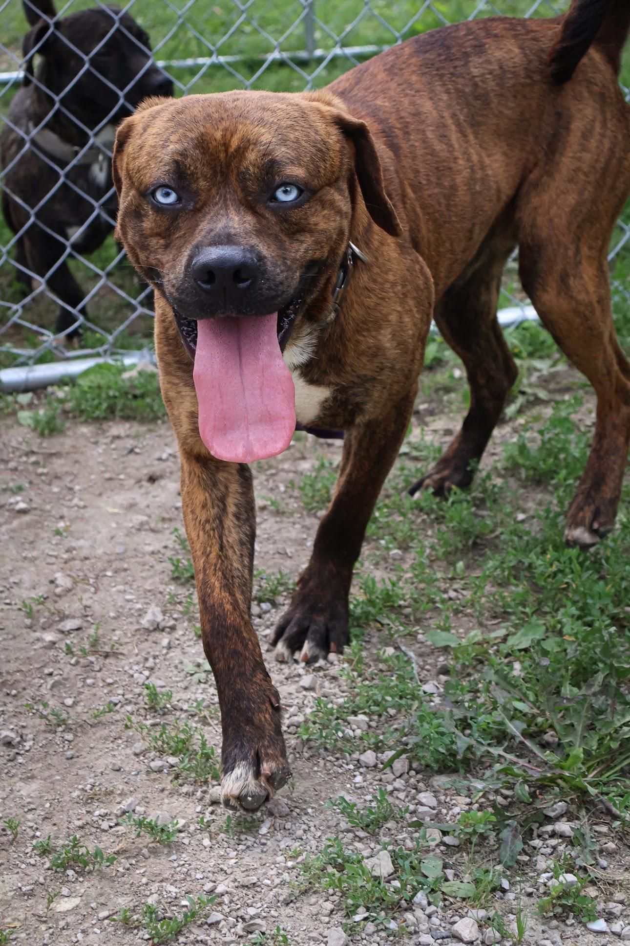 Enlarge Tate, an adoptable mixed breed in Branson, MO image 1/3