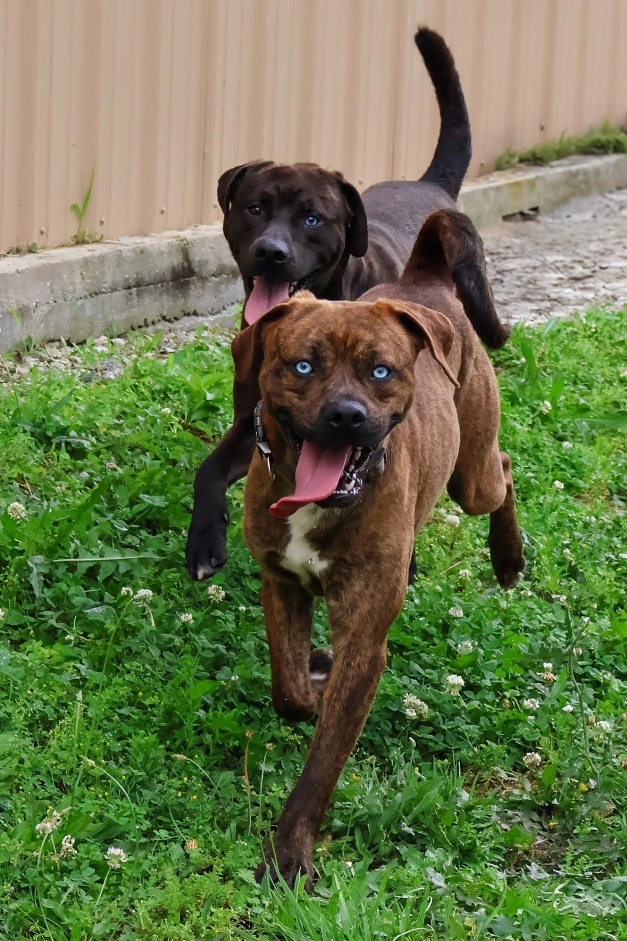Tate, adoptable, Adult Male Boxer & Pit Bull Terrier.