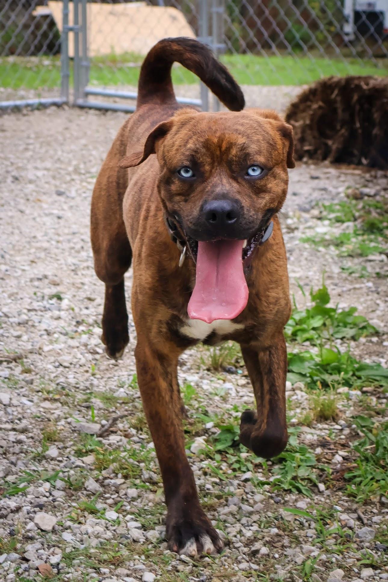 Enlarge Tate, an adoptable mixed breed in Branson, MO image 3/3