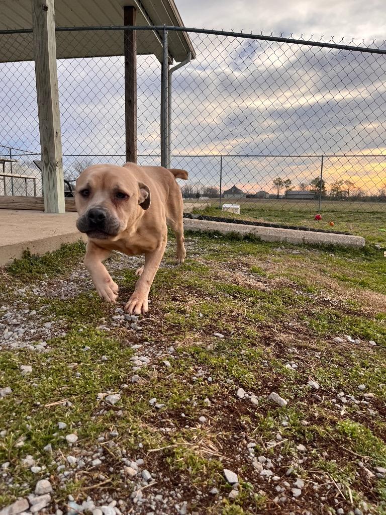 Fern, Adoptable, Adult Female Cane Corso.