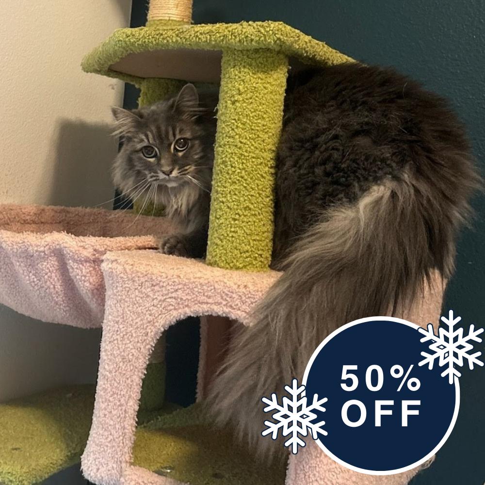 Aspen, a Adoptable Domestic Long Hair in Allyn, WA image 1/2