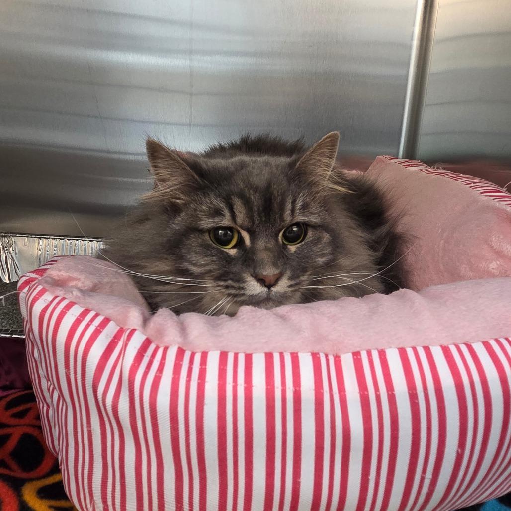 Aspen, a Adoptable Domestic Long Hair in Allyn, WA image 2/2