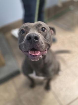 LJ, Adoptable, Adult Male American Bulldog & Mixed Breed.