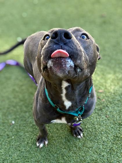 LJ, Adoptable, Adult Male American Bulldog & Mixed Breed.