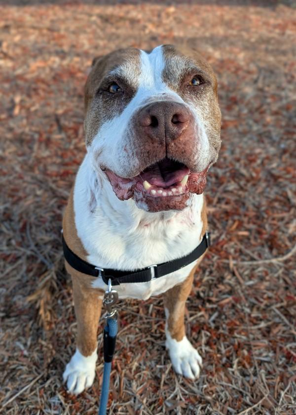 Tyson, Adoptable, Senior Male Pit Bull Terrier.