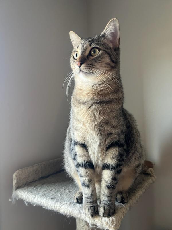 Buster, a Adoptable Tabby in Auburn, GA image 1/5