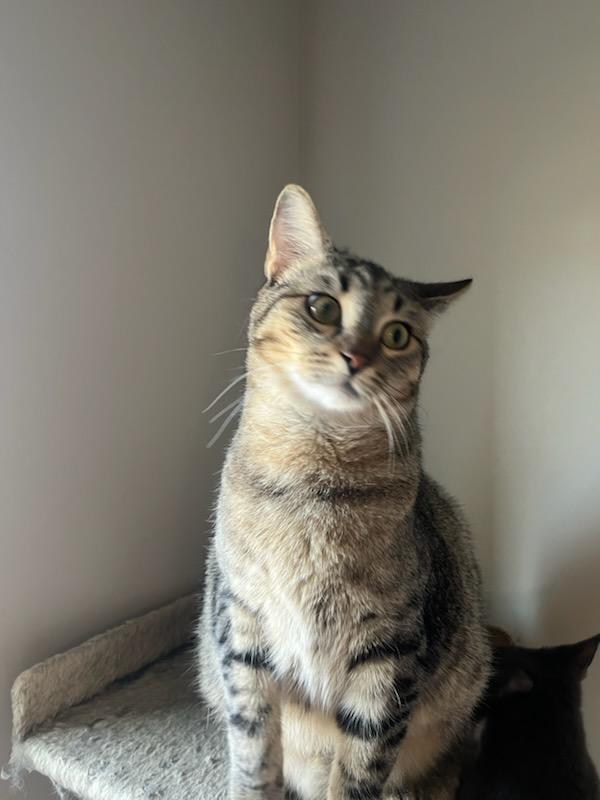 Buster, a Adoptable Tabby in Auburn, GA image 2/5