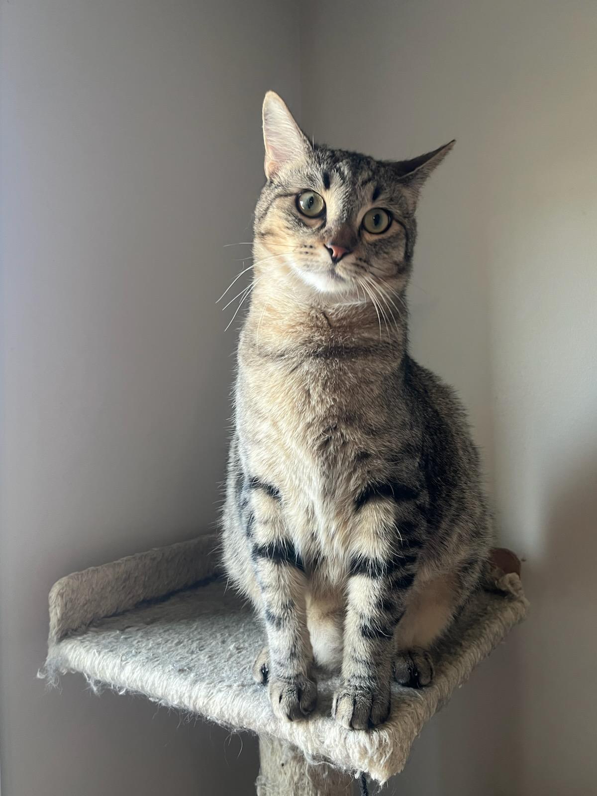 Buster, a Adoptable Tabby in Auburn, GA image 3/5