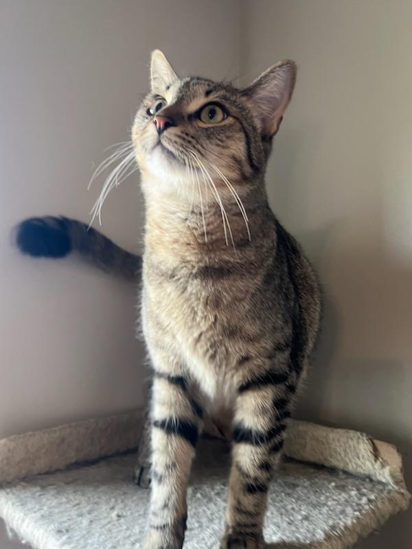 Buster, a Adoptable Tabby in Auburn, GA image 4/5