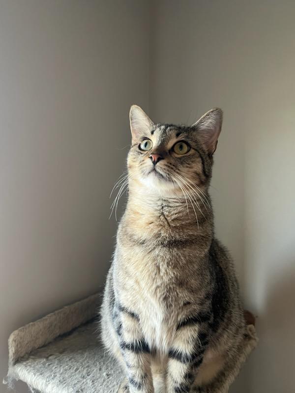 Buster, Young Male Tabby