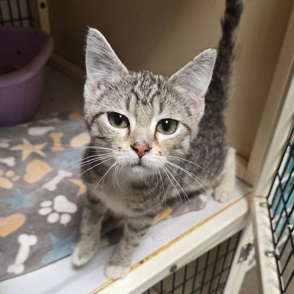 Lana, adopted, Kitten Female Domestic Short Hair.