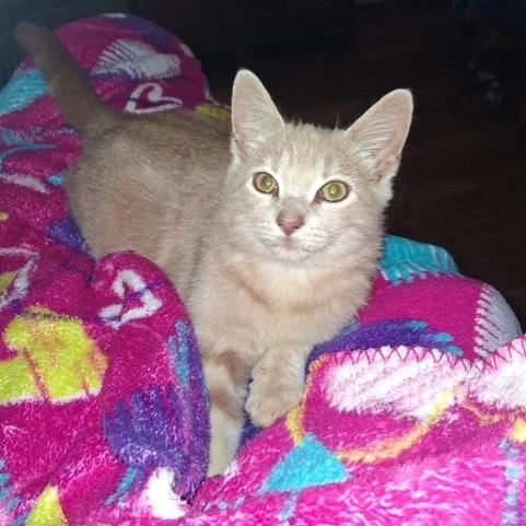 Garfield, Adoptable, Young Male Domestic Short Hair.