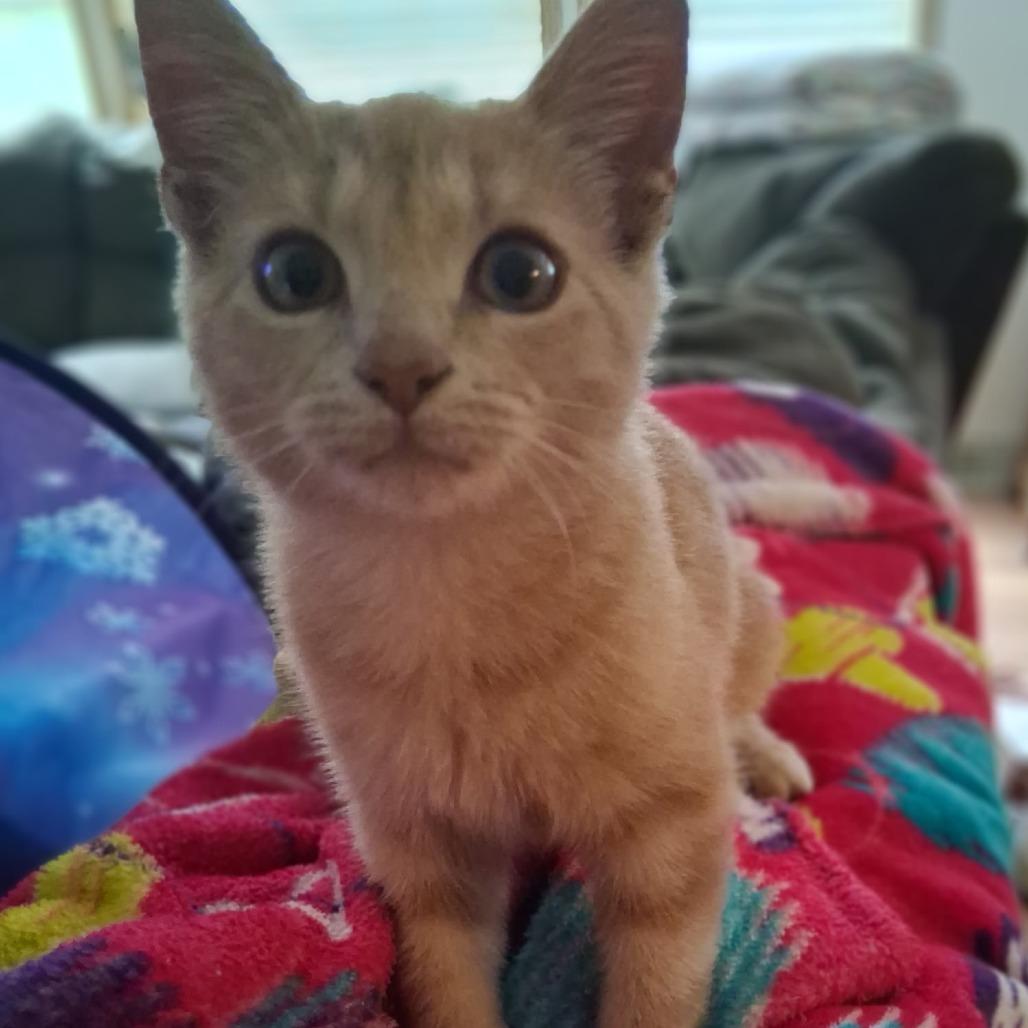 Garfield thumbnail 4