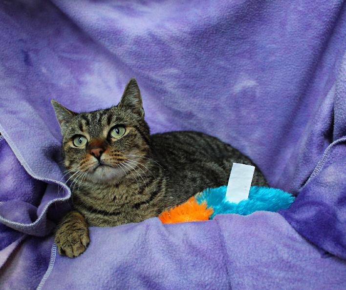 Enlarge Kitty Spice  aka Alicia, a Adoptable mixed breed in Hood RIver, OR image 4/6