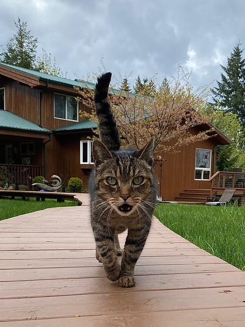 Enlarge Kitty Spice  aka Alicia, a Adoptable mixed breed in Hood RIver, OR image 1/6