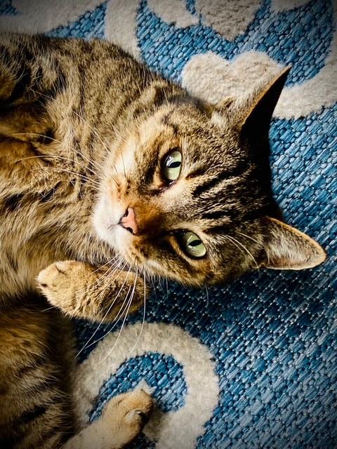 Enlarge Kitty Spice  aka Alicia, a Adoptable mixed breed in Hood RIver, OR image 2/6