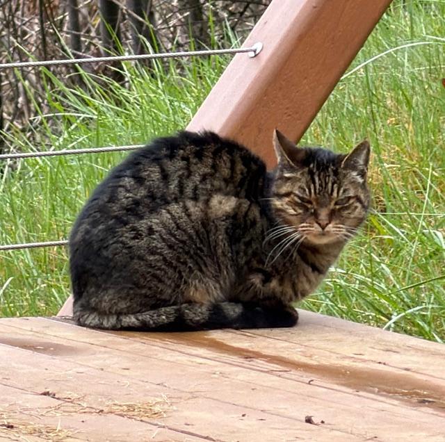 Enlarge Kitty Spice  aka Alicia, a Adoptable mixed breed in Hood RIver, OR image 3/6