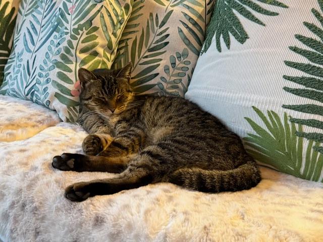 Enlarge Kitty Spice  aka Alicia, a Adoptable mixed breed in Hood RIver, OR image 5/6