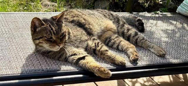 Enlarge Kitty Spice  aka Alicia, a Adoptable mixed breed in Hood RIver, OR image 6/6