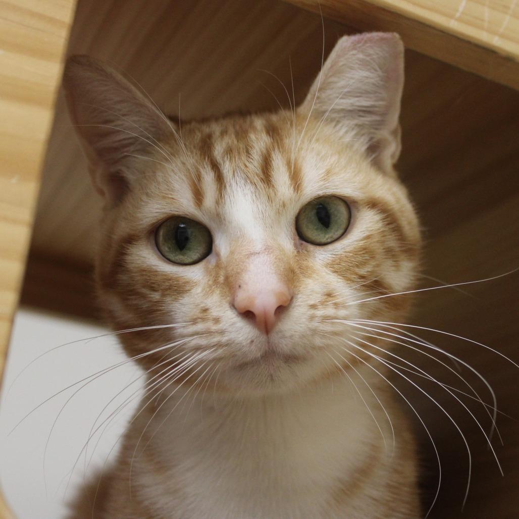 Garfield, Adoptable, Young Male Domestic Short Hair.