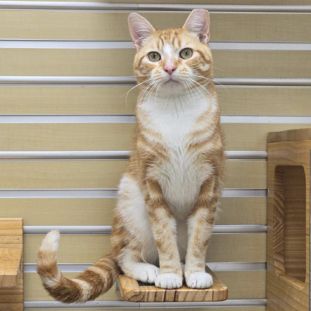 Enlarge Garfield, a Adoptable Domestic Short Hair in Champaign, IL image 2/4