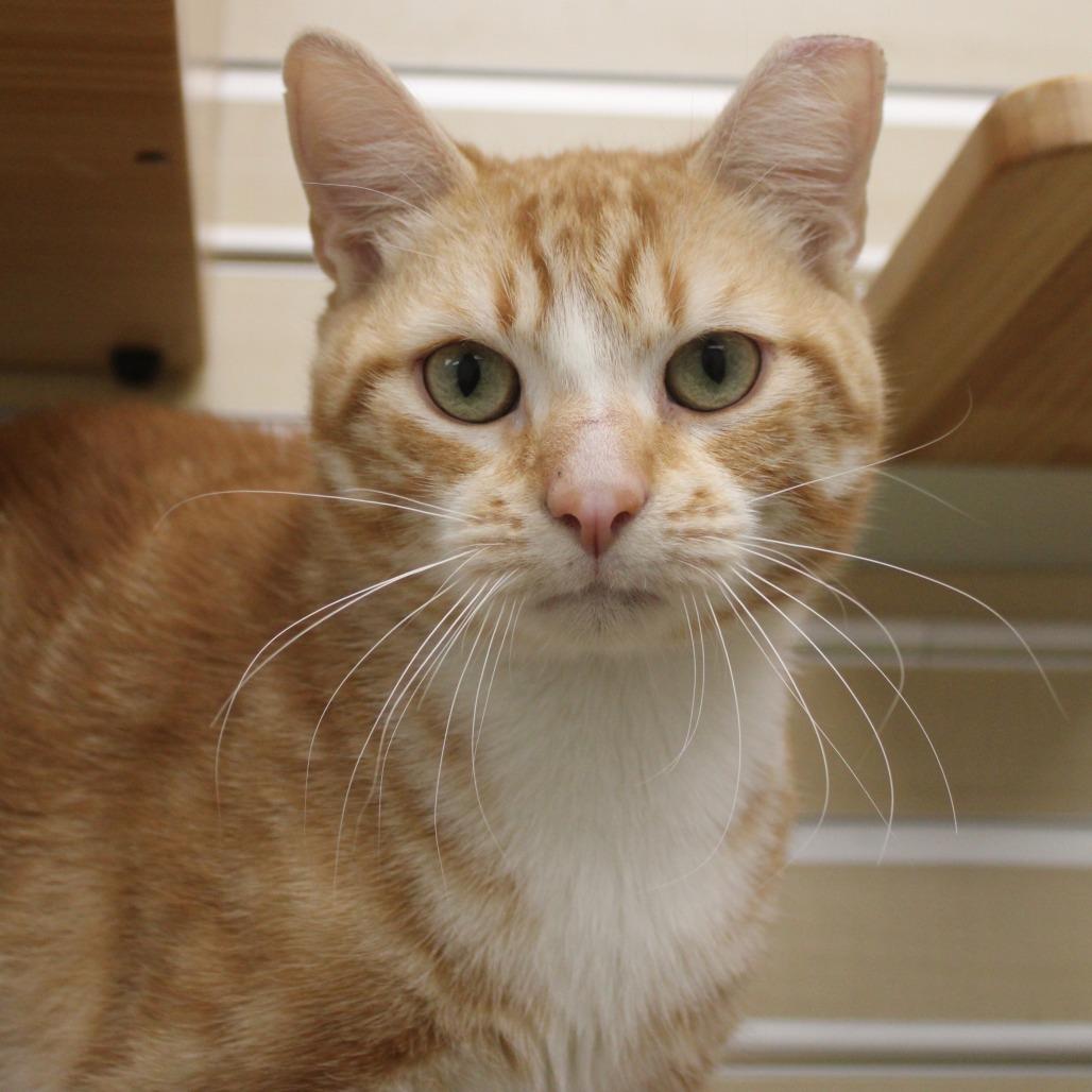 Enlarge Garfield, a Adoptable Domestic Short Hair in Champaign, IL image 3/4