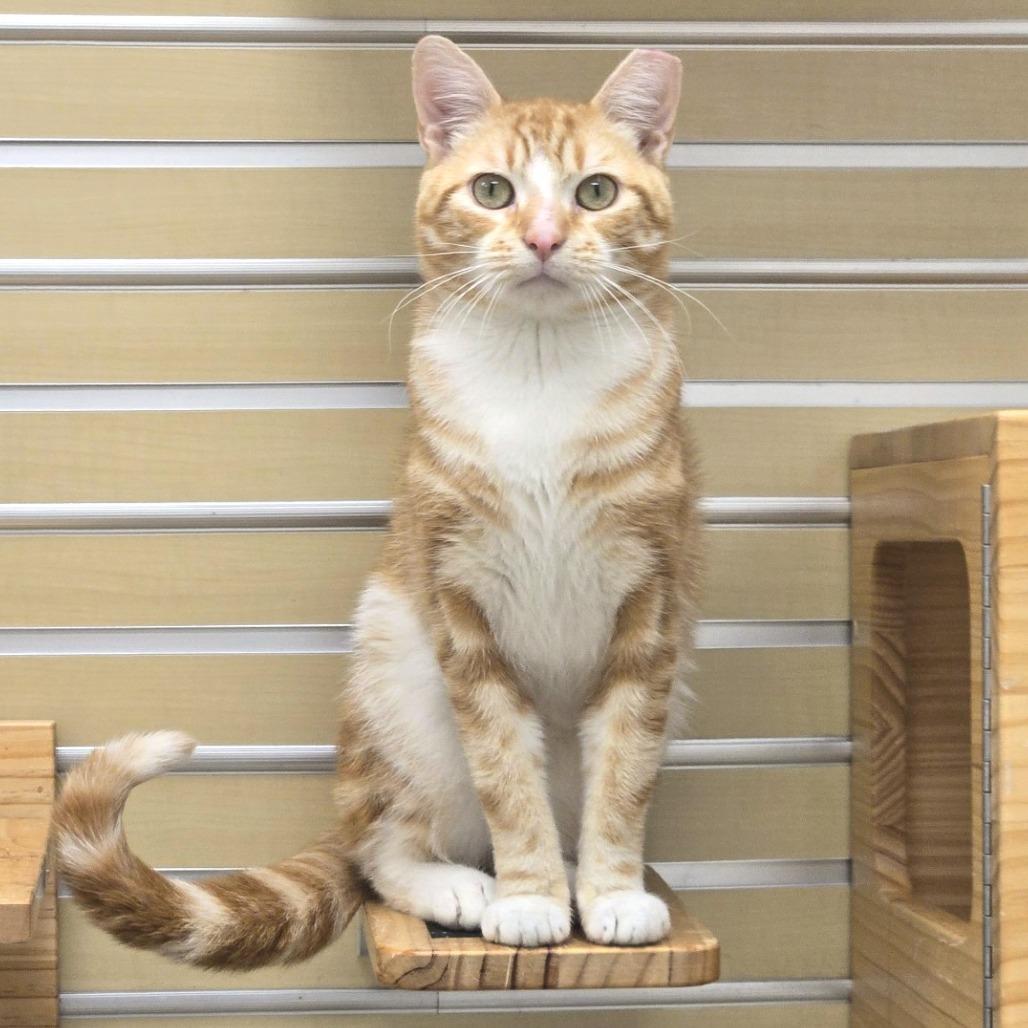 Enlarge Garfield, a Adoptable Domestic Short Hair in Champaign, IL image 4/4