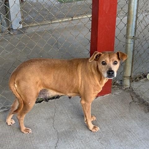 Flicka, ADOPTABLE, Senior Female Mountain Cur.