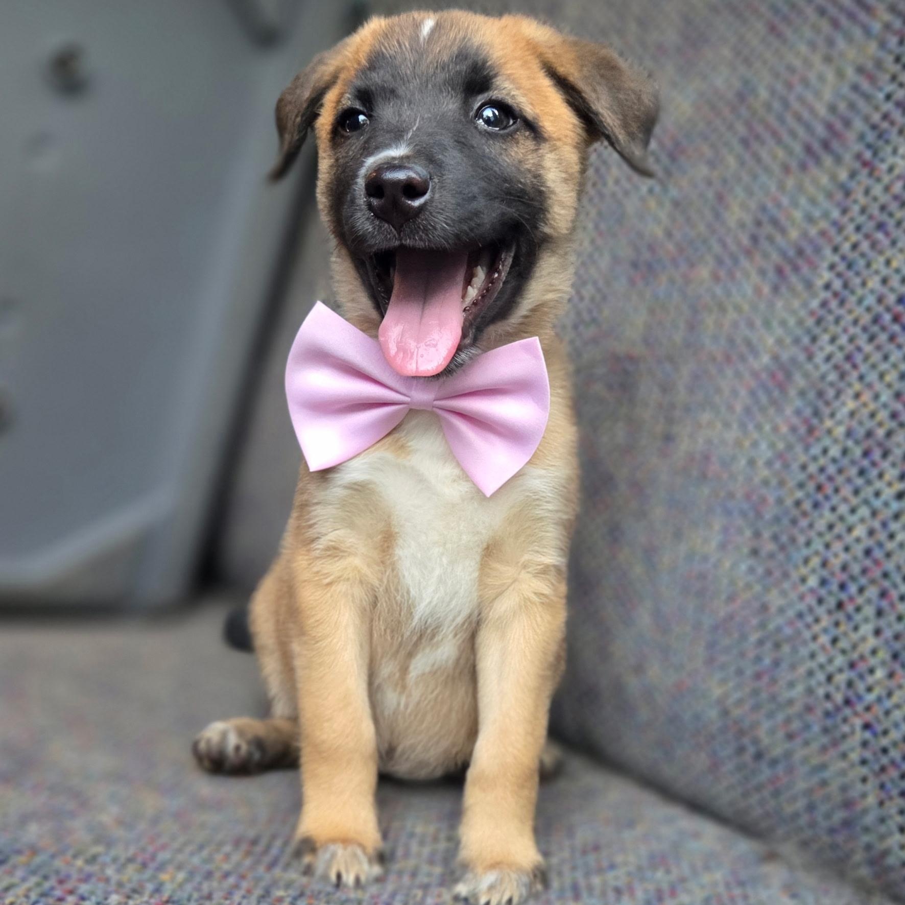 Rory , Adoptable, Puppy Female German Shepherd Dog & Mixed Breed.