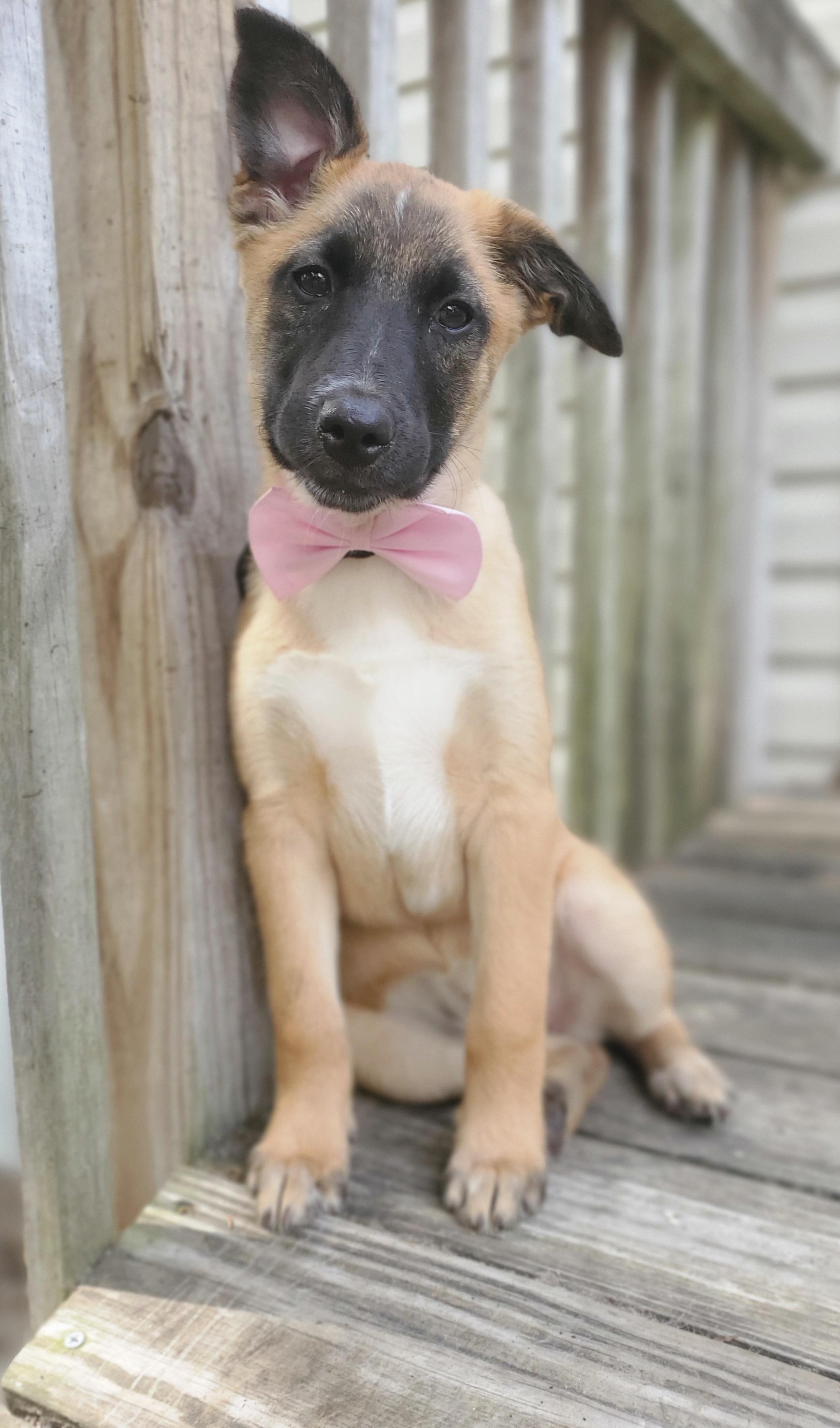 Enlarge Rory , a Adoptable mixed breed in Charlotte , NC image 5/6