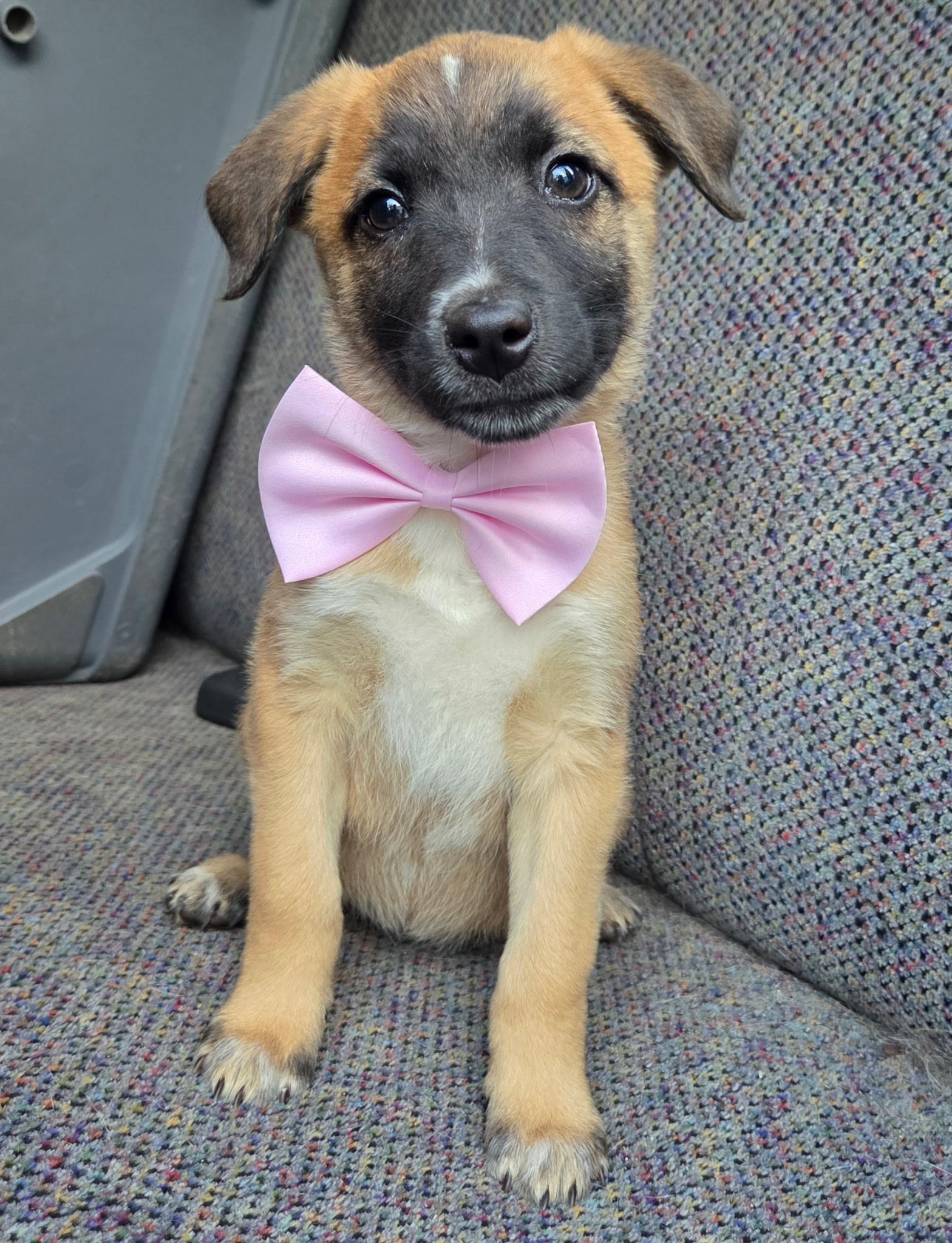 Enlarge Rory , a Adoptable mixed breed in Charlotte , NC image 4/6