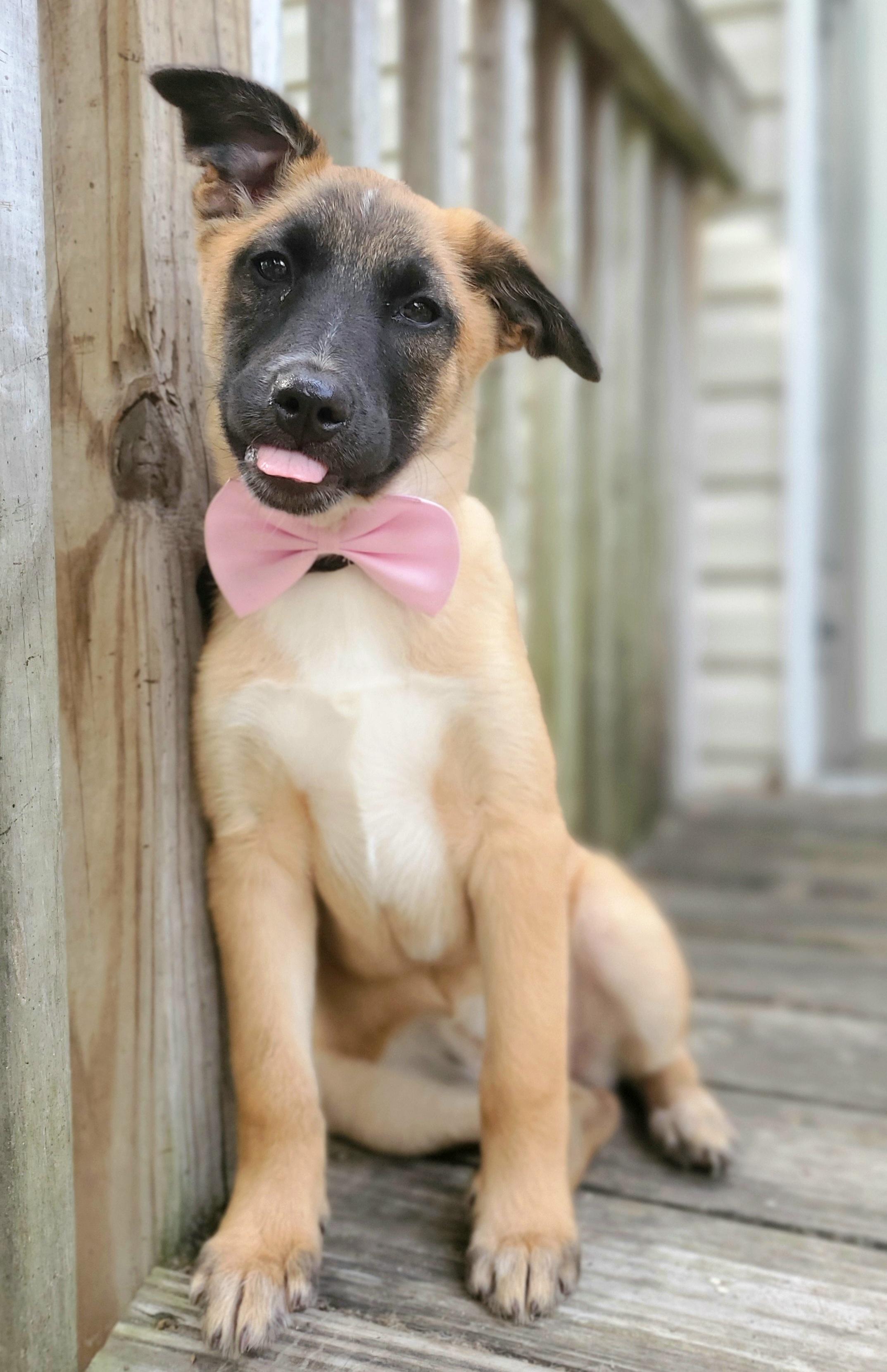 Enlarge Rory , a Adoptable mixed breed in Charlotte , NC image 4/6