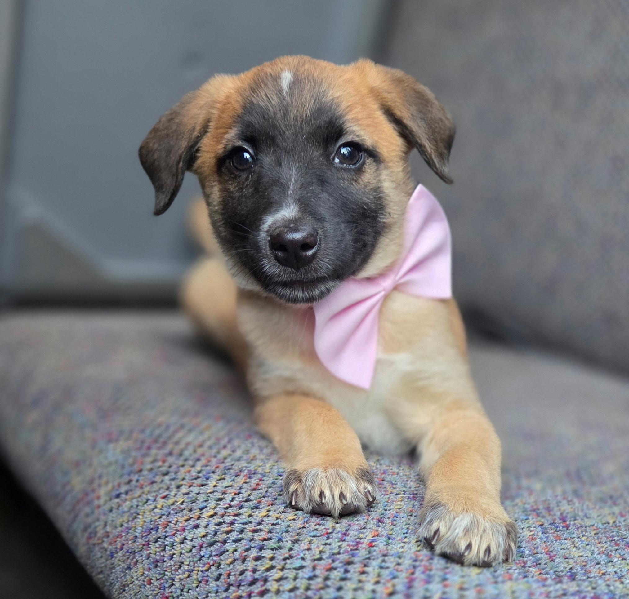 Enlarge Rory , a Adoptable mixed breed in Charlotte , NC image 6/6