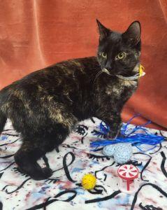 Enlarge Fluffy, a ADOPTABLE Domestic Short Hair in Bucyrus, OH image 1/4