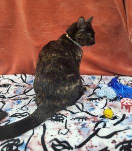 Enlarge Fluffy, a ADOPTABLE Domestic Short Hair in Bucyrus, OH image 3/4