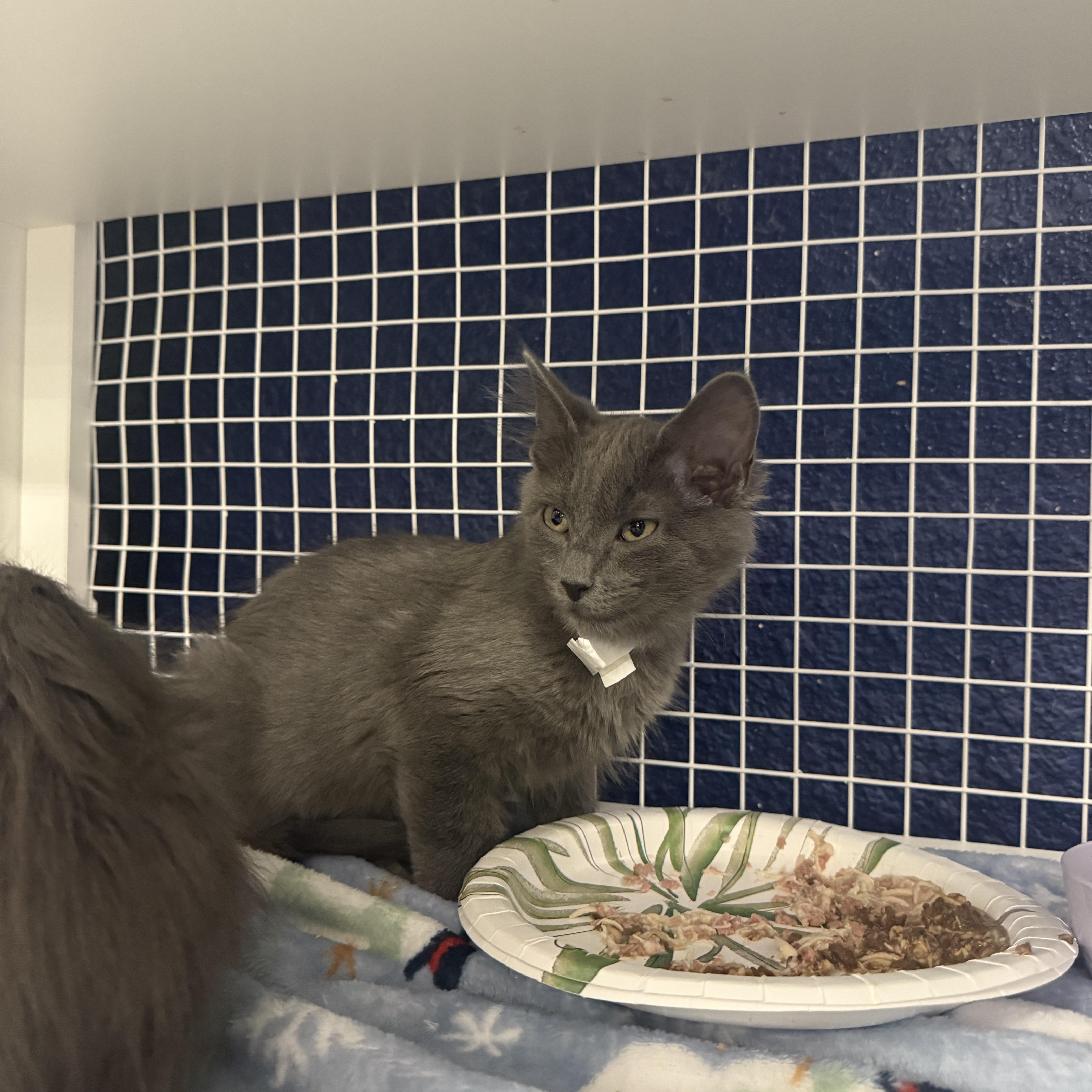  Braveheart or Atlas, ADOPTABLE, Kitten Male Domestic Medium Hair.