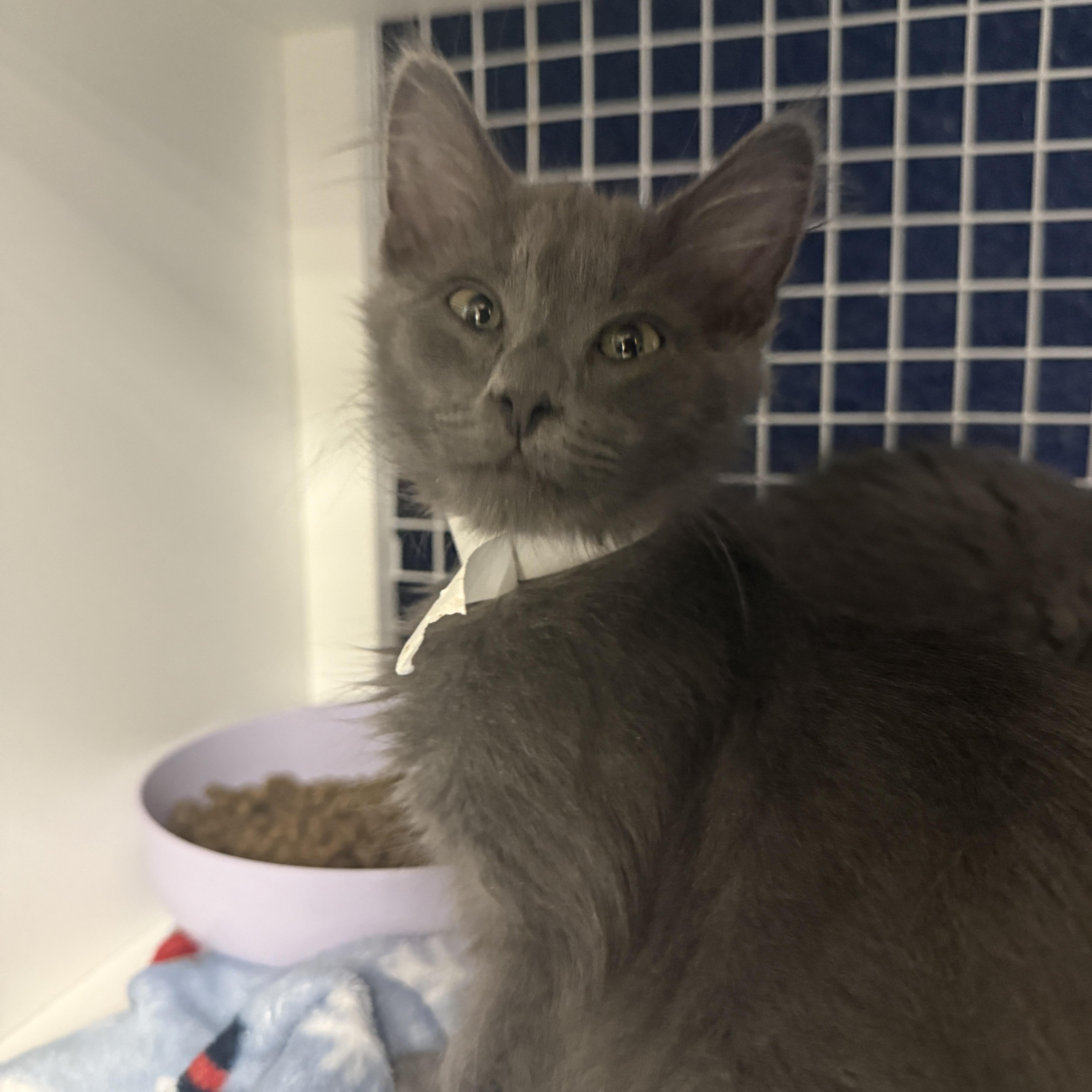 Enlarge  Braveheart or Atlas, an adopted Domestic Medium Hair in Oceanside, CA image 2/5