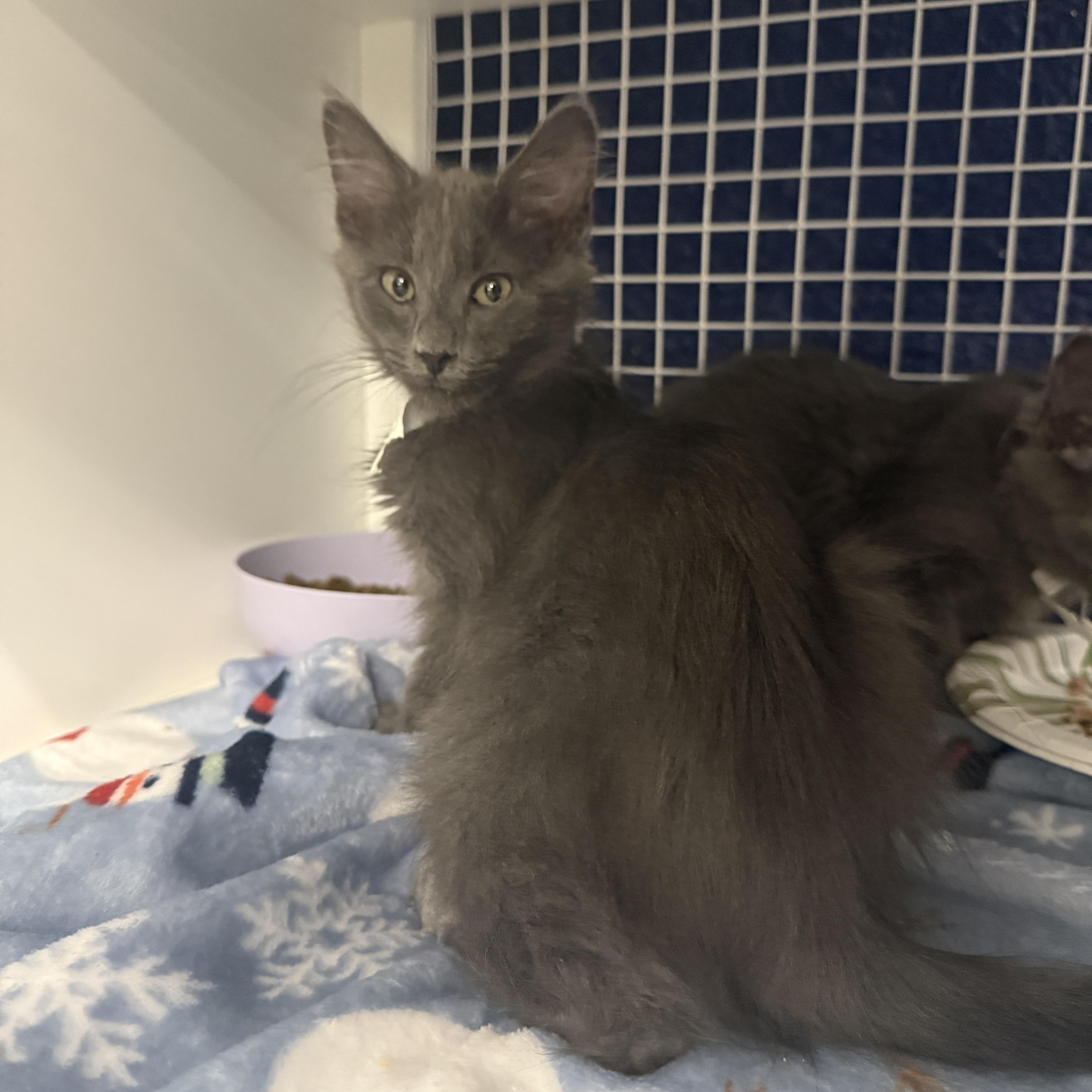 Enlarge  Braveheart or Atlas, an adopted Domestic Medium Hair in Oceanside, CA image 3/5