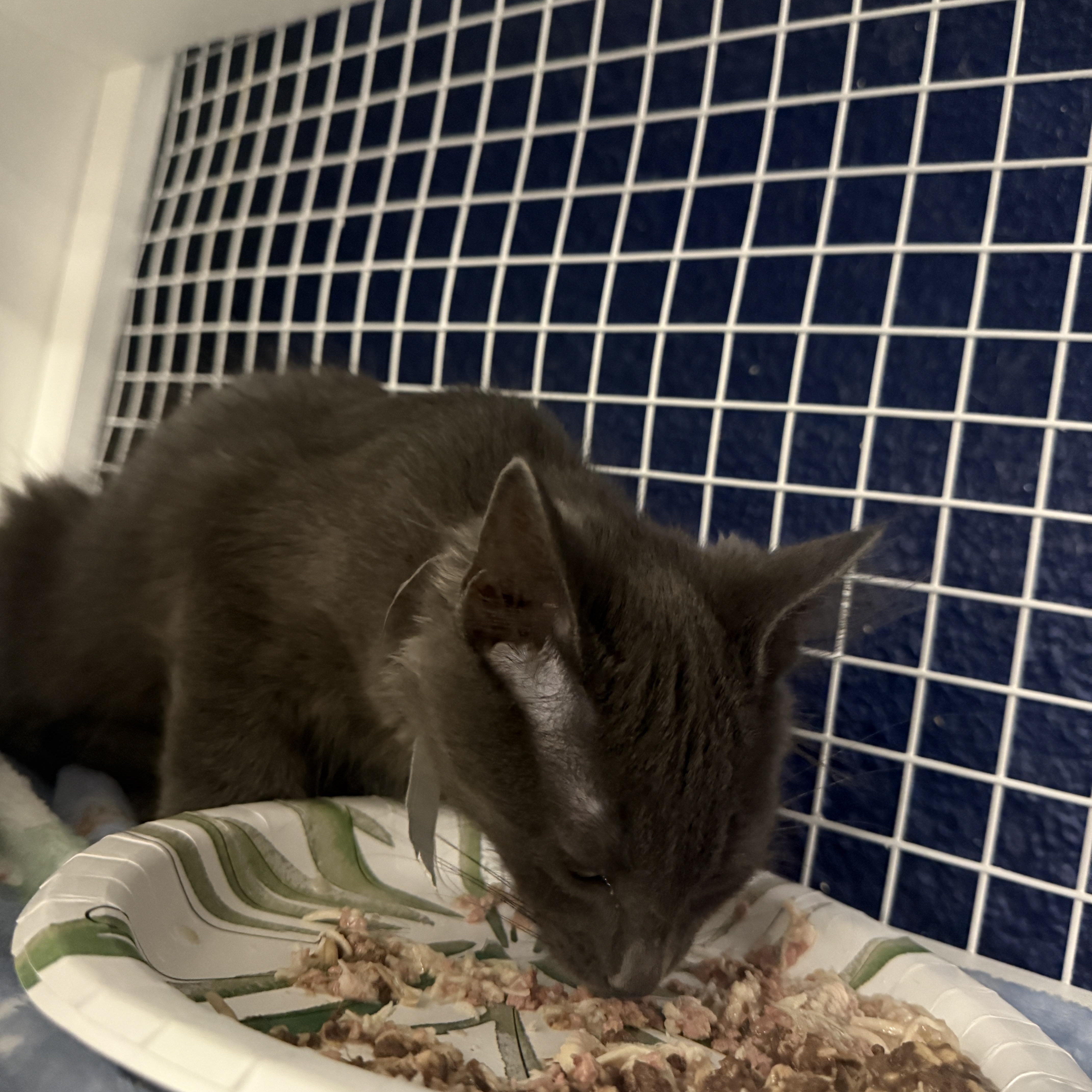 Enlarge  Braveheart or Atlas, an adopted Domestic Medium Hair in Oceanside, CA image 4/5