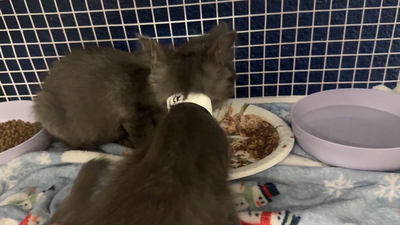 Enlarge  Braveheart or Atlas, an adopted Domestic Medium Hair in Oceanside, CA video 5/5