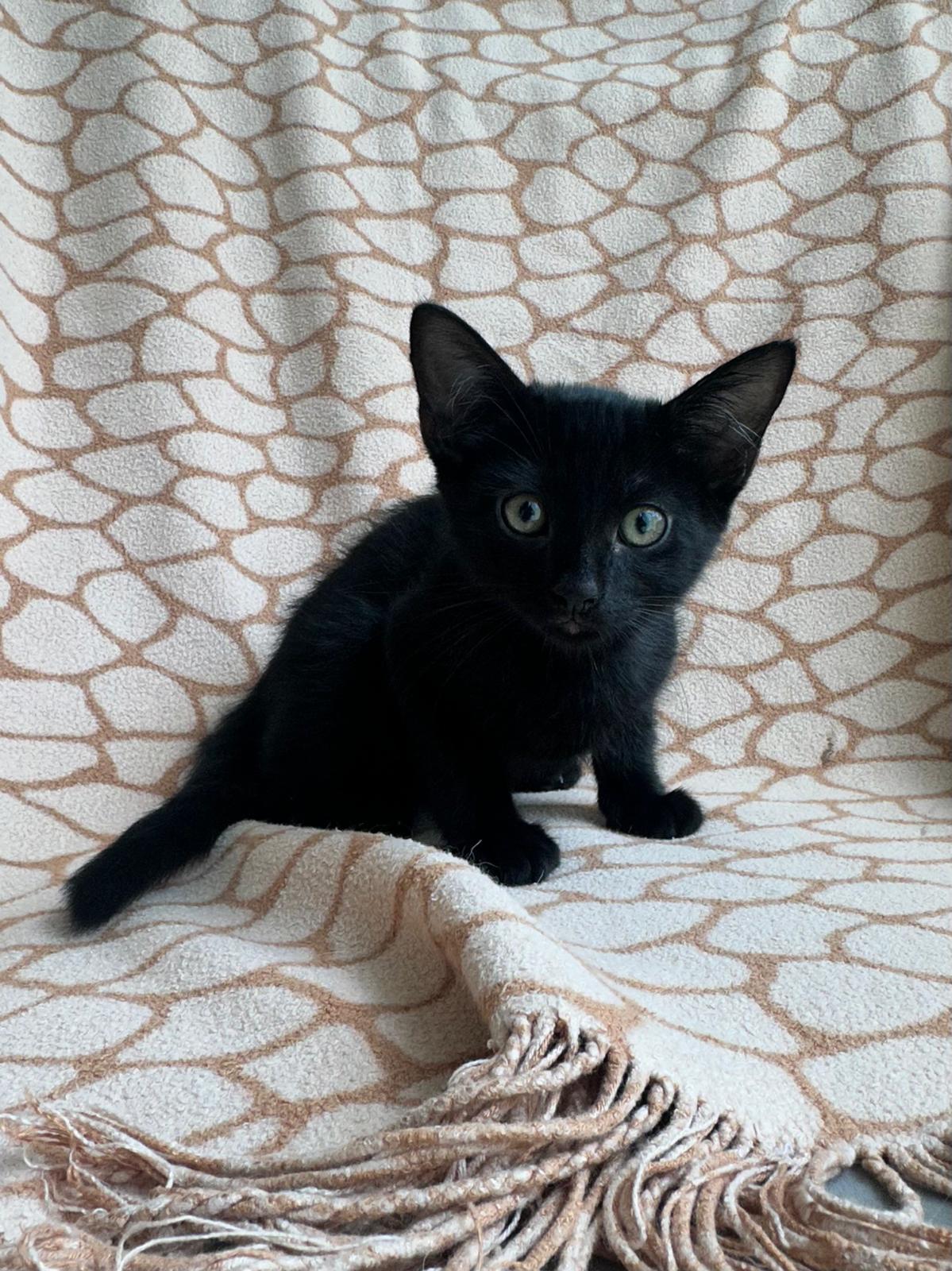 Mischief 2