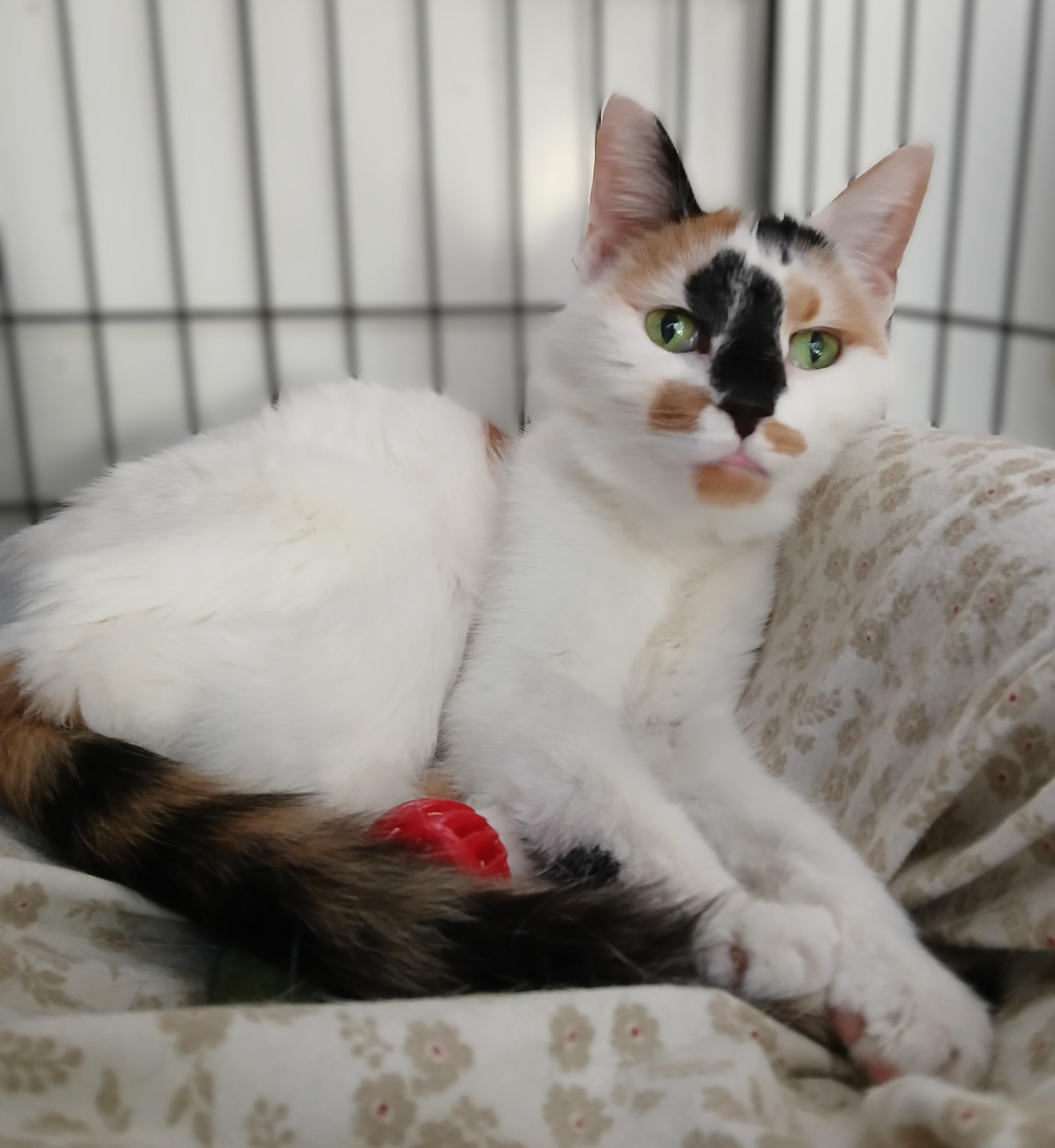 Cookie, a Adoptable mixed breed in Germansville, PA image 3/4