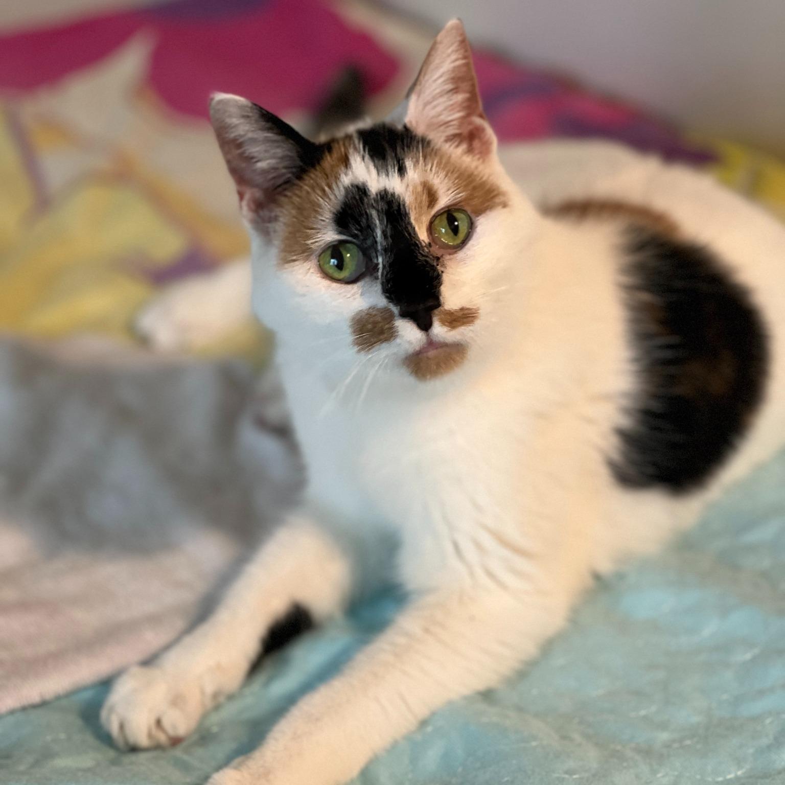 Cookie, a Adoptable mixed breed in Germansville, PA image 4/4