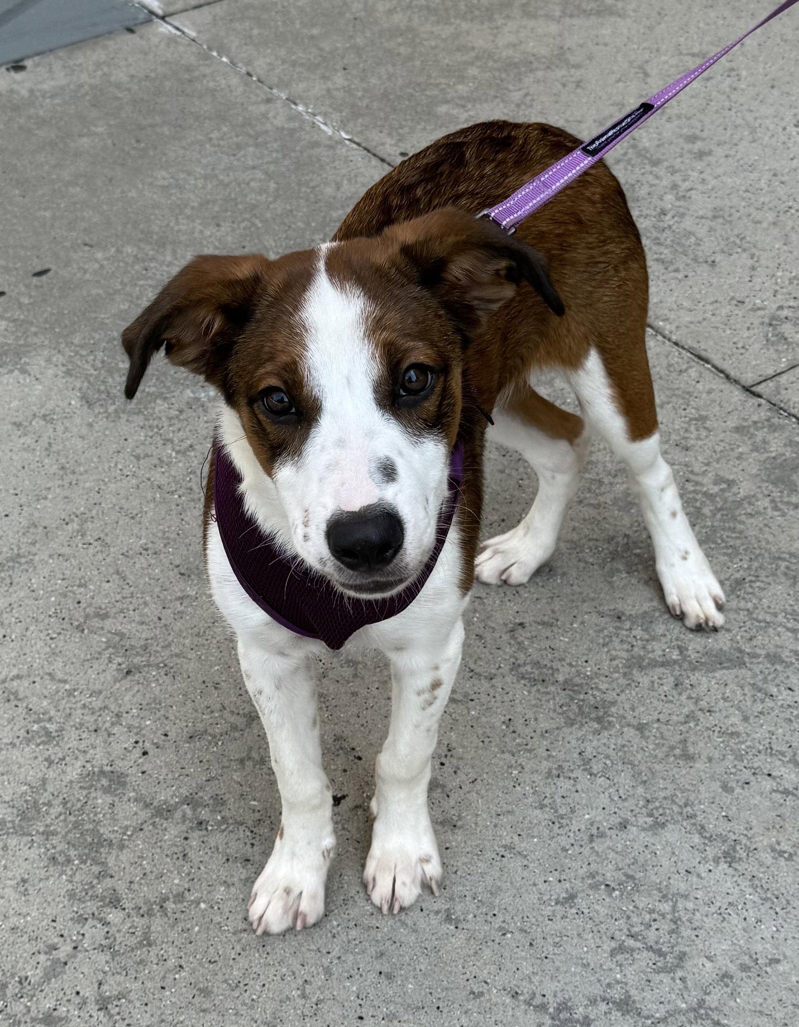 Augustus, Adoptable, Puppy Male Cattle Dog & Australian Cattle Dog / Blue Heeler.