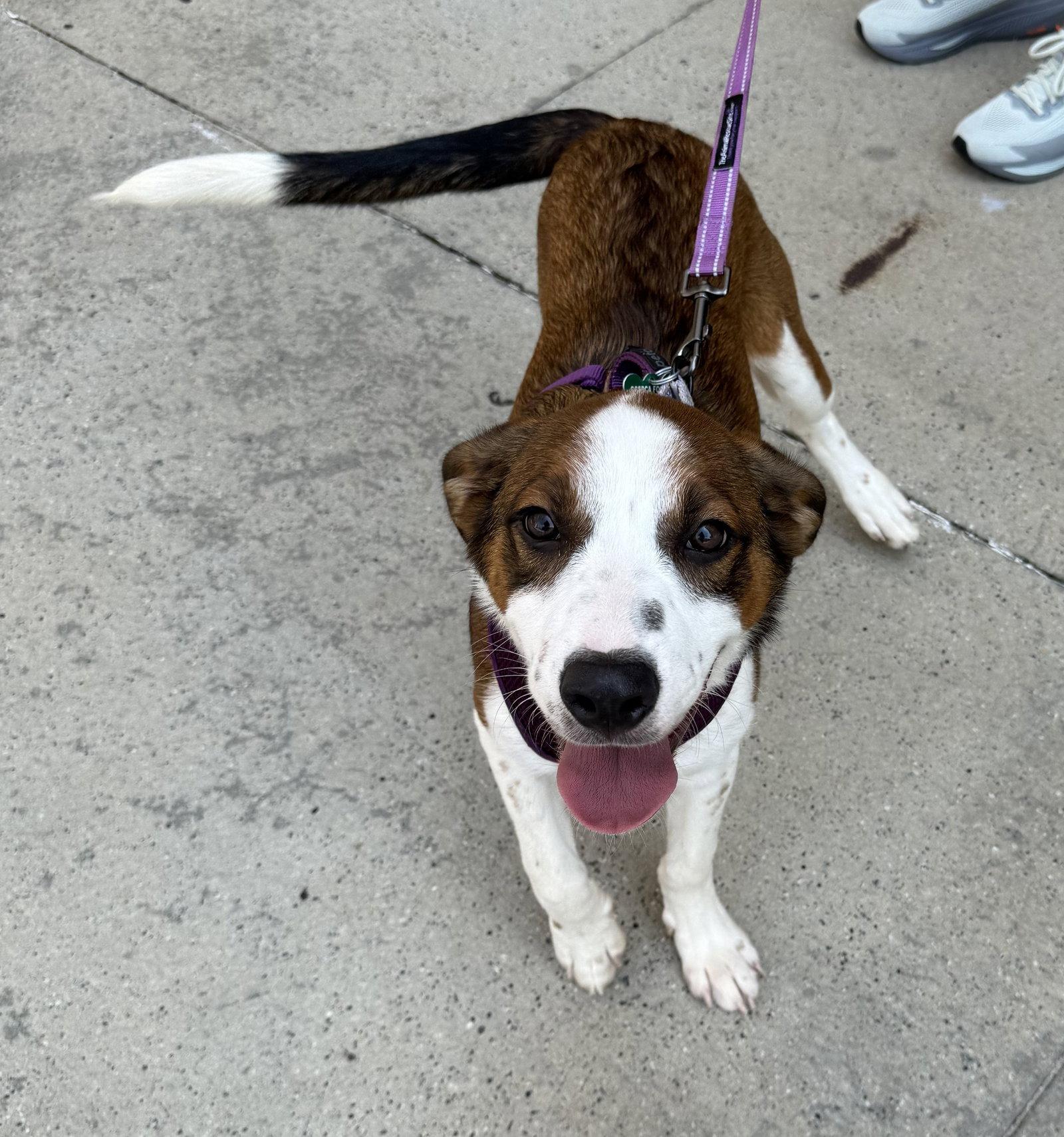 Augustus, a Adoptable mixed breed in Charlotte, NC image 2/3