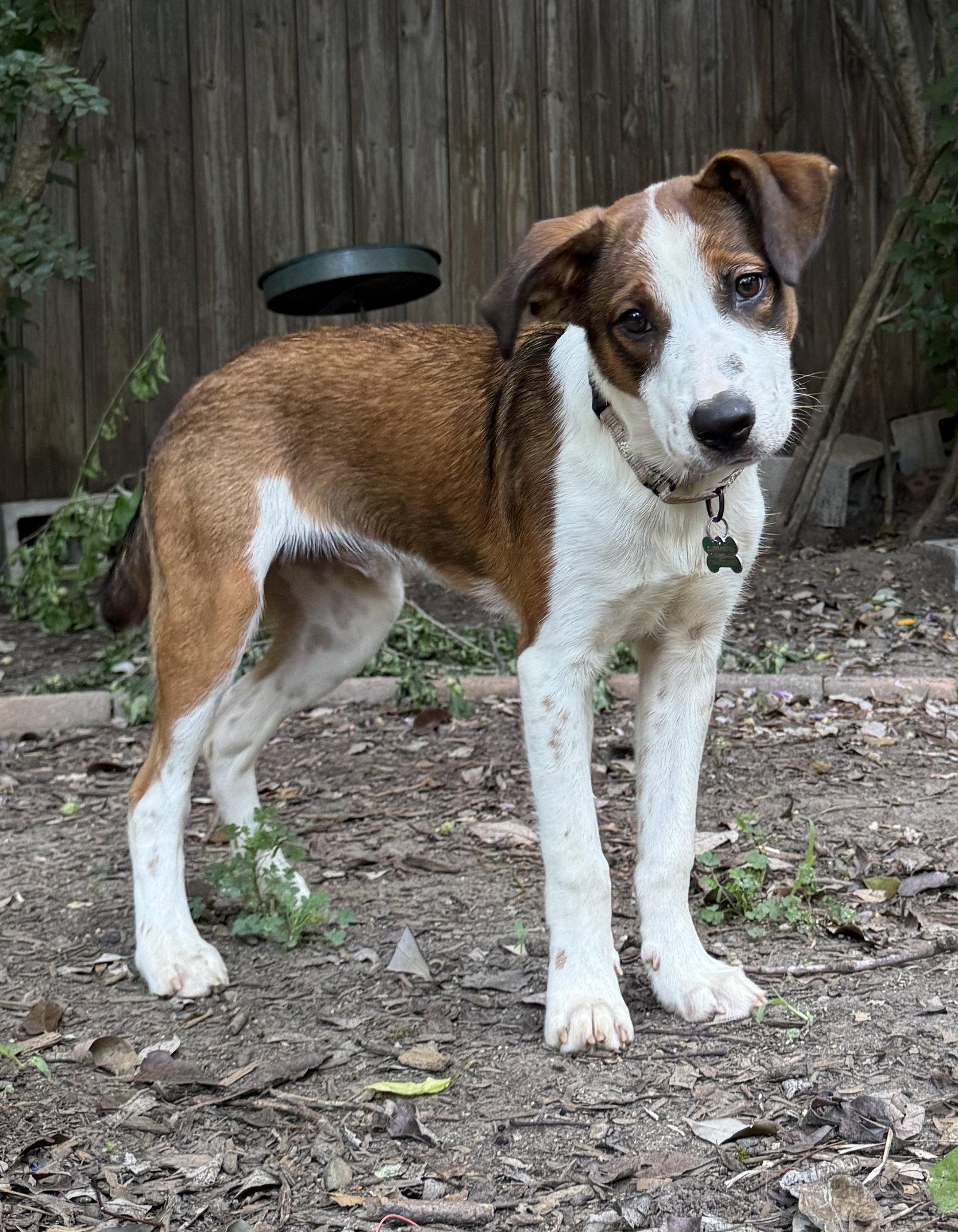 Augustus, a Adoptable mixed breed in Charlotte, NC image 3/3