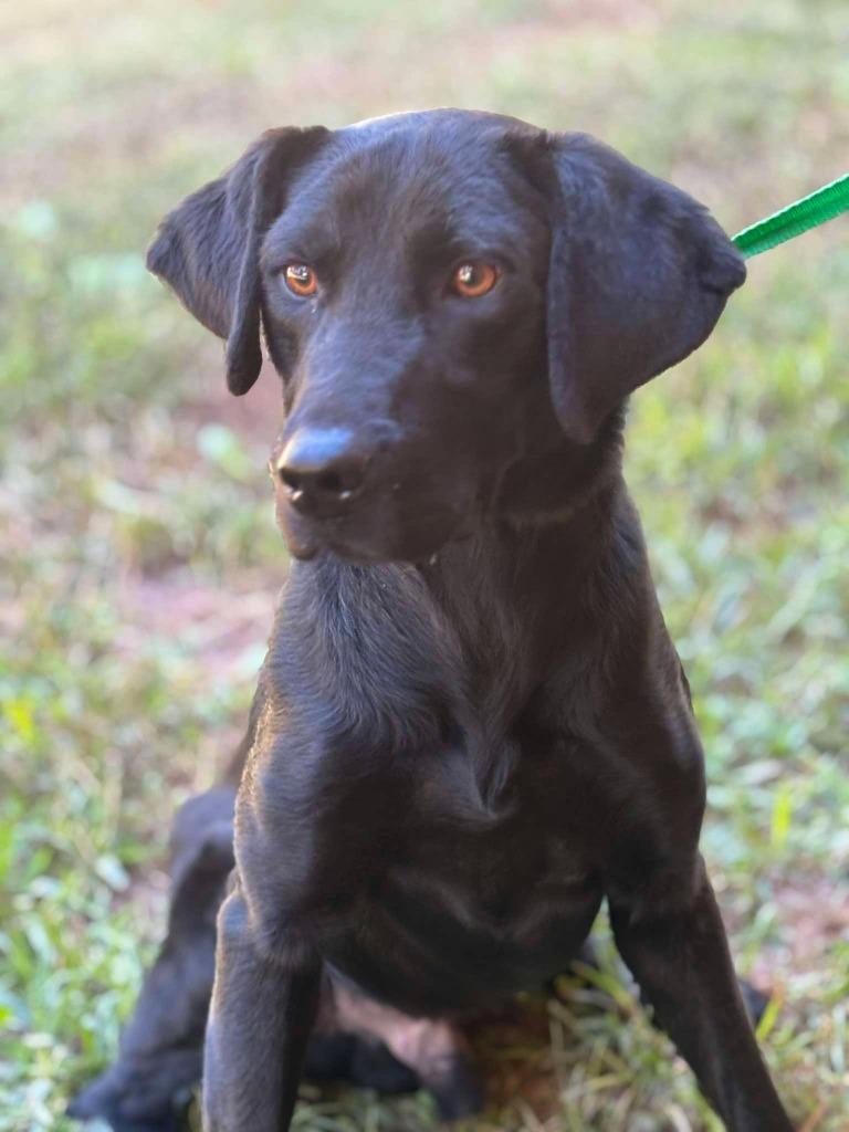 HOWLOWEEN, Adoptable, Young Male Black Labrador Retriever & Mixed Breed.